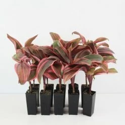 Shrubs Cordyline T. Pink Champion