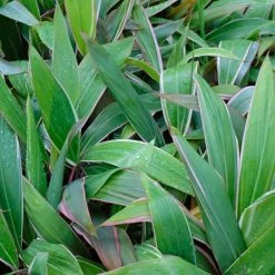 Shrubs Cordyline Mixed Pack