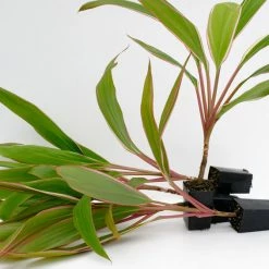 Shrubs Cordyline Pink Diamond