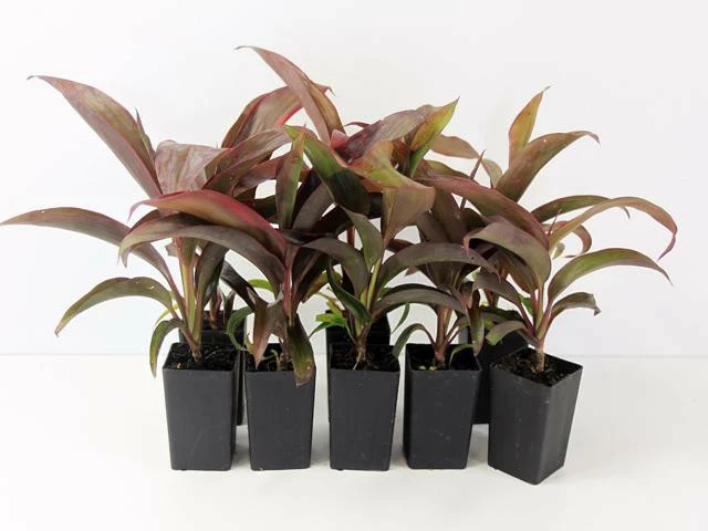 Shrubs Cordyline Ruby 3 Shrubs Cordyline Ruby