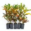 Shrubs Croton Bush On Fire
