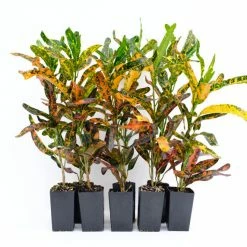 Shrubs Croton Bush On Fire