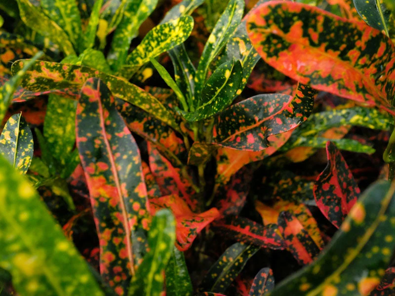 Shrubs Croton Bush On Fire 4 Shrubs Croton Bush On Fire