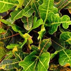 Shrubs Croton Excellent Border Plants