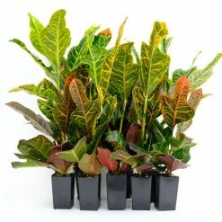 Shrubs Croton Excellent Border Plants