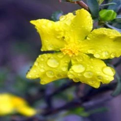 Shrubs Hibbertia Vestita Little Rocker