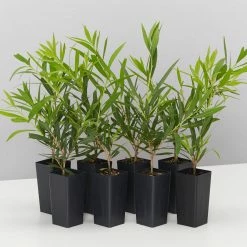 Shrubs Callistemon Viminalis Wilderness White