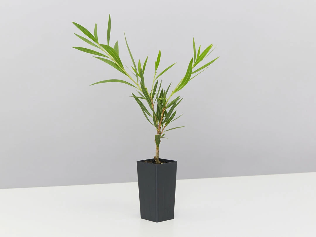 Shrubs Mixed Callistemon Box 5 Shrubs Mixed Callistemon Box