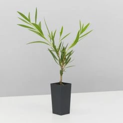 Shrubs Callistemon Viminalis Wilderness White