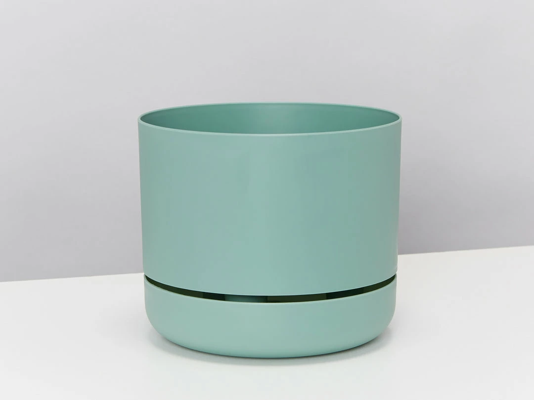 Pot + Plant Gift Box Border Plants Sansevieria Trifasciata Superba - Plant + Pot + Soil 11 Pot + Plant Gift Box Border Plants Sansevieria Trifasciata Superba - Plant + Pot + Soil