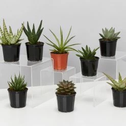 Succulents Pool Friendly Plants Assorted Succulent Box