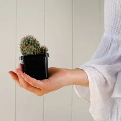 Assorted Cacti Box 🌵 Plant Packs 24 Assorted Cacti Box 🌵 Plant Packs