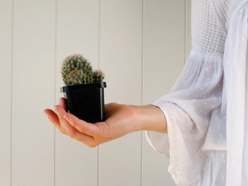 Assorted Cacti Box 🌵 Plant Packs 12 Assorted Cacti Box 🌵 Plant Packs