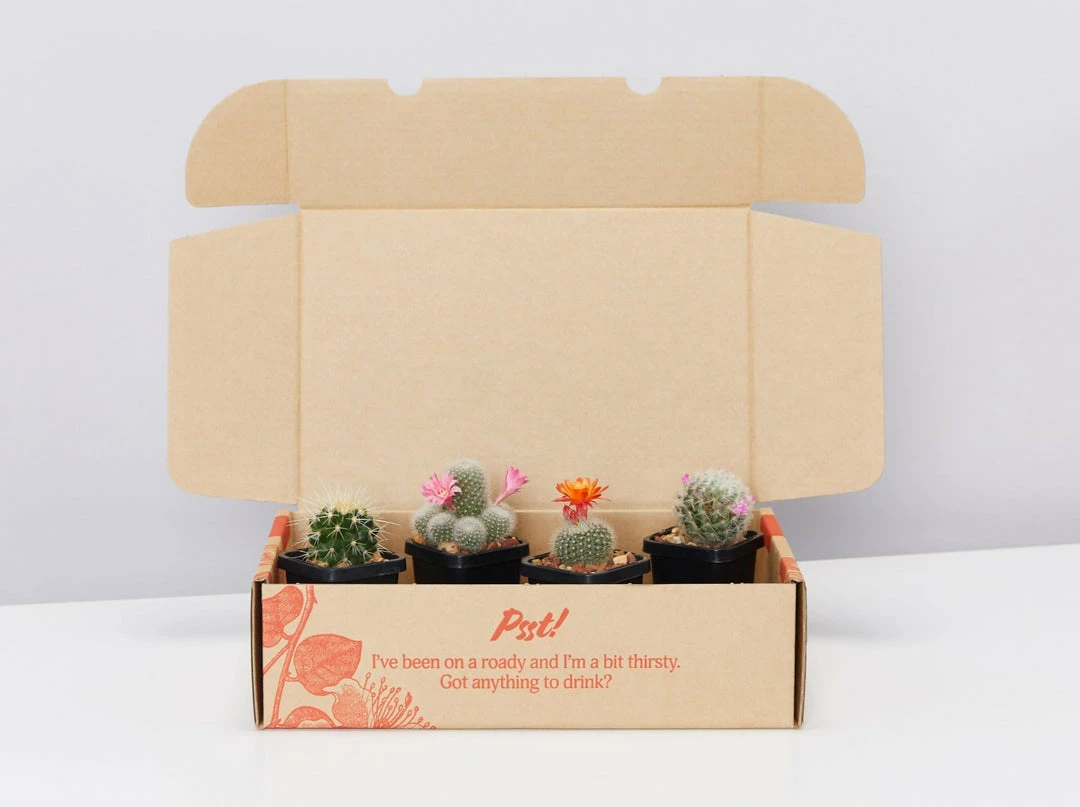 Assorted Cacti Box 🌵 Plant Packs 3 Assorted Cacti Box 🌵 Plant Packs