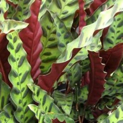 Indoor Garden Pet-friendly Indoor Plants Calathea Insignis Rattle Snake Box