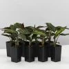 Indoor Garden Calathea Beauty Star Pet-friendly Indoor Plants