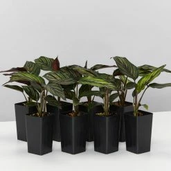 Indoor Garden Calathea Beauty Star Pet-friendly Indoor Plants