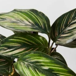 Indoor Garden Calathea Beauty Star Pet-friendly Indoor Plants