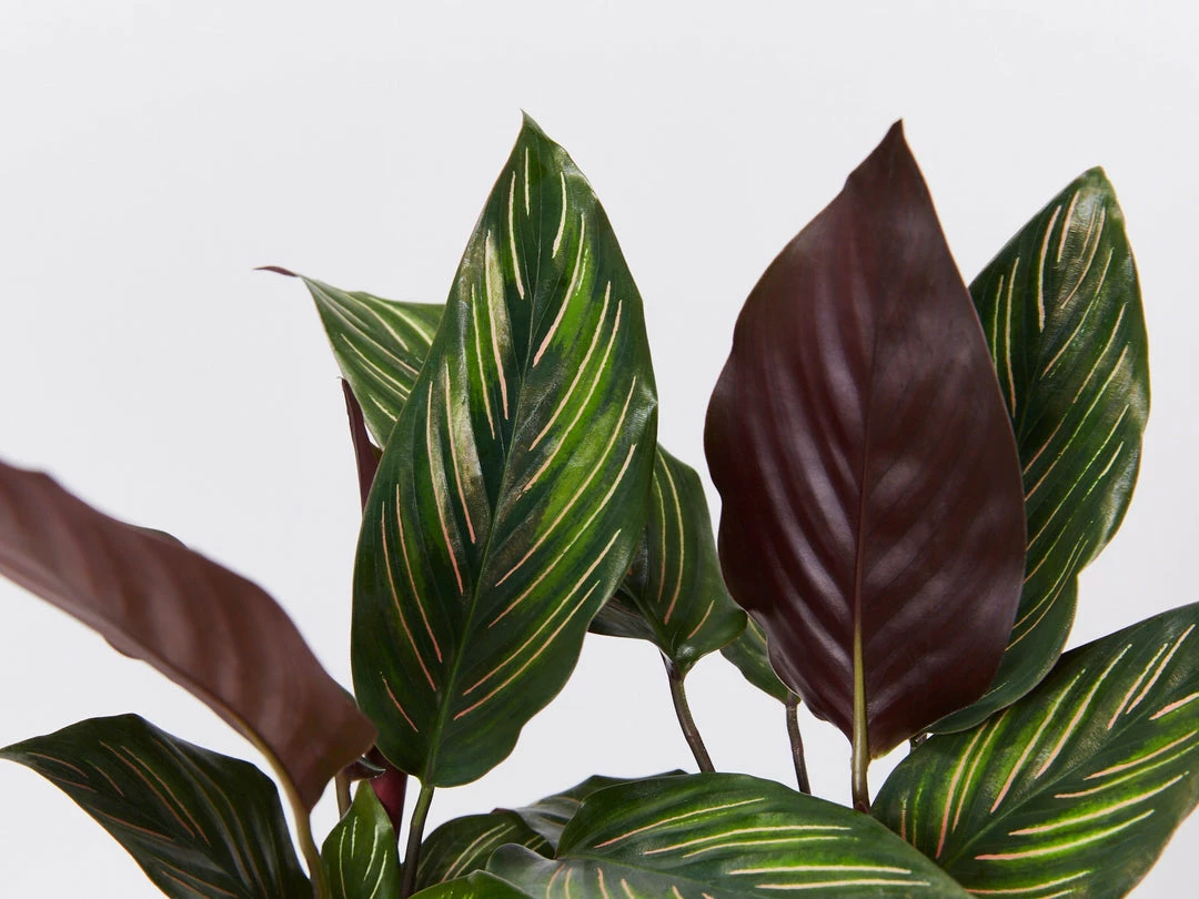 Indoor Garden Calathea And Ctenanthe Houseplant Pack - 85mm 10 Indoor Garden Calathea And Ctenanthe Houseplant Pack - 85mm