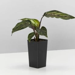 Indoor Garden Calathea And Ctenanthe Houseplant Pack