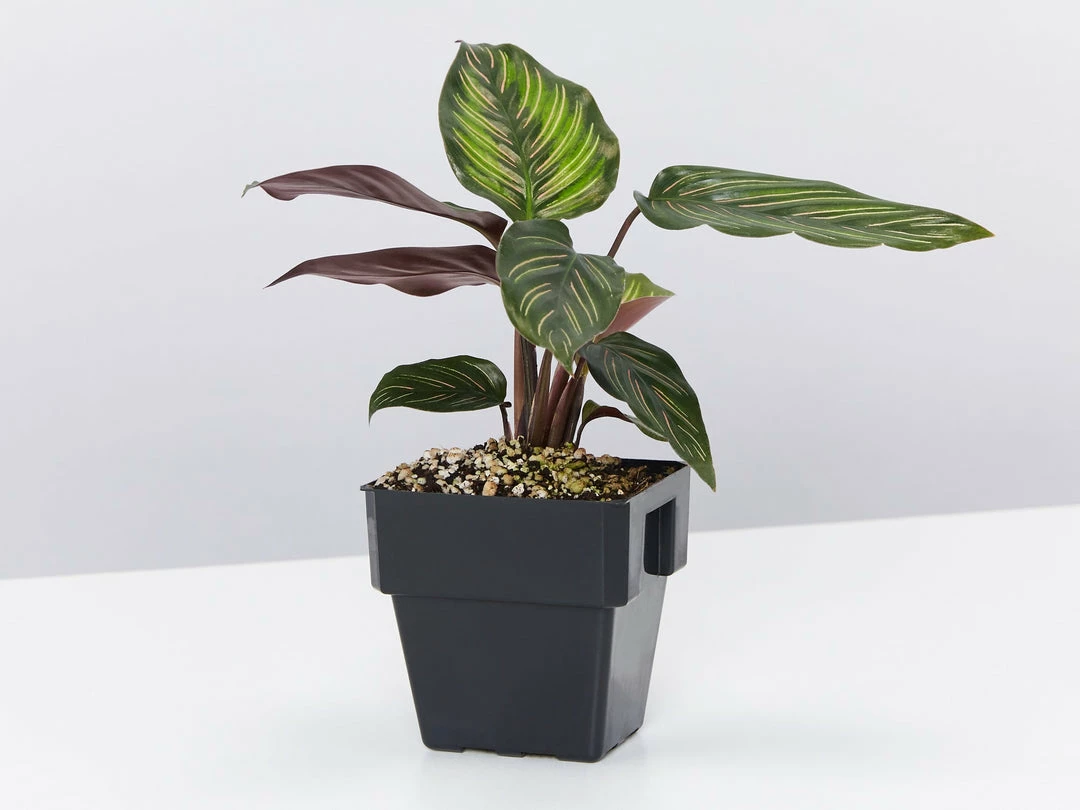 Indoor Garden Calathea And Ctenanthe Houseplant Pack - 85mm 9 Indoor Garden Calathea And Ctenanthe Houseplant Pack - 85mm