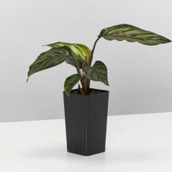 Indoor Garden Calathea Beauty Star Pet-friendly Indoor Plants