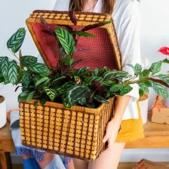 Indoor Garden Calathea And Ctenanthe Houseplant Pack - 85mm