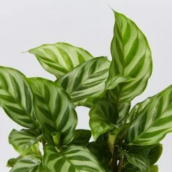 Indoor Garden Calathea Louisae Freddy