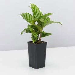 Indoor Garden Calathea And Ctenanthe Houseplant Pack