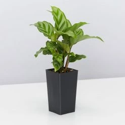 Indoor Garden Easy Care Plants Dark Matters Low Light Indoor Plant Pack