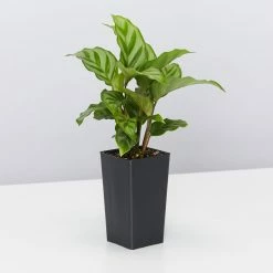 Indoor Garden Child Friendly Indoor Plants Pack Easy Care Plants