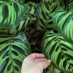 Indoor Garden Calathea Makoyana Pet-friendly Indoor Plants 13 Indoor Garden Calathea Makoyana Pet-friendly Indoor Plants