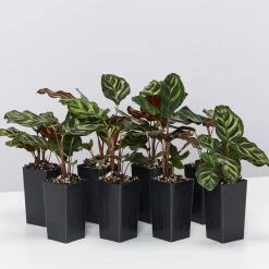 Indoor Garden Calathea Makoyana Pet-friendly Indoor Plants