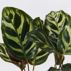 Indoor Garden Calathea Makoyana Pet-friendly Indoor Plants