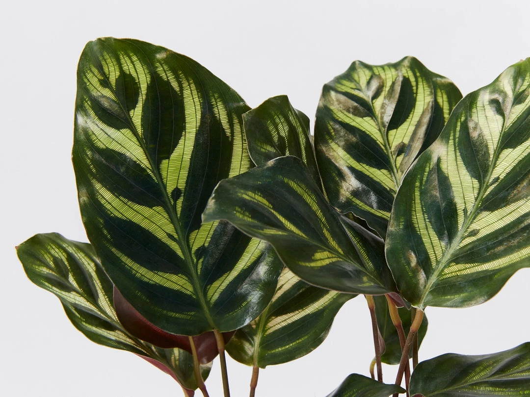 Indoor Garden Calathea Makoyana Pet-friendly Indoor Plants 4 Indoor Garden Calathea Makoyana Pet-friendly Indoor Plants