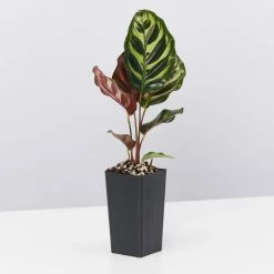 Indoor Garden Calathea Makoyana Pet-friendly Indoor Plants 12 Indoor Garden Calathea Makoyana Pet-friendly Indoor Plants