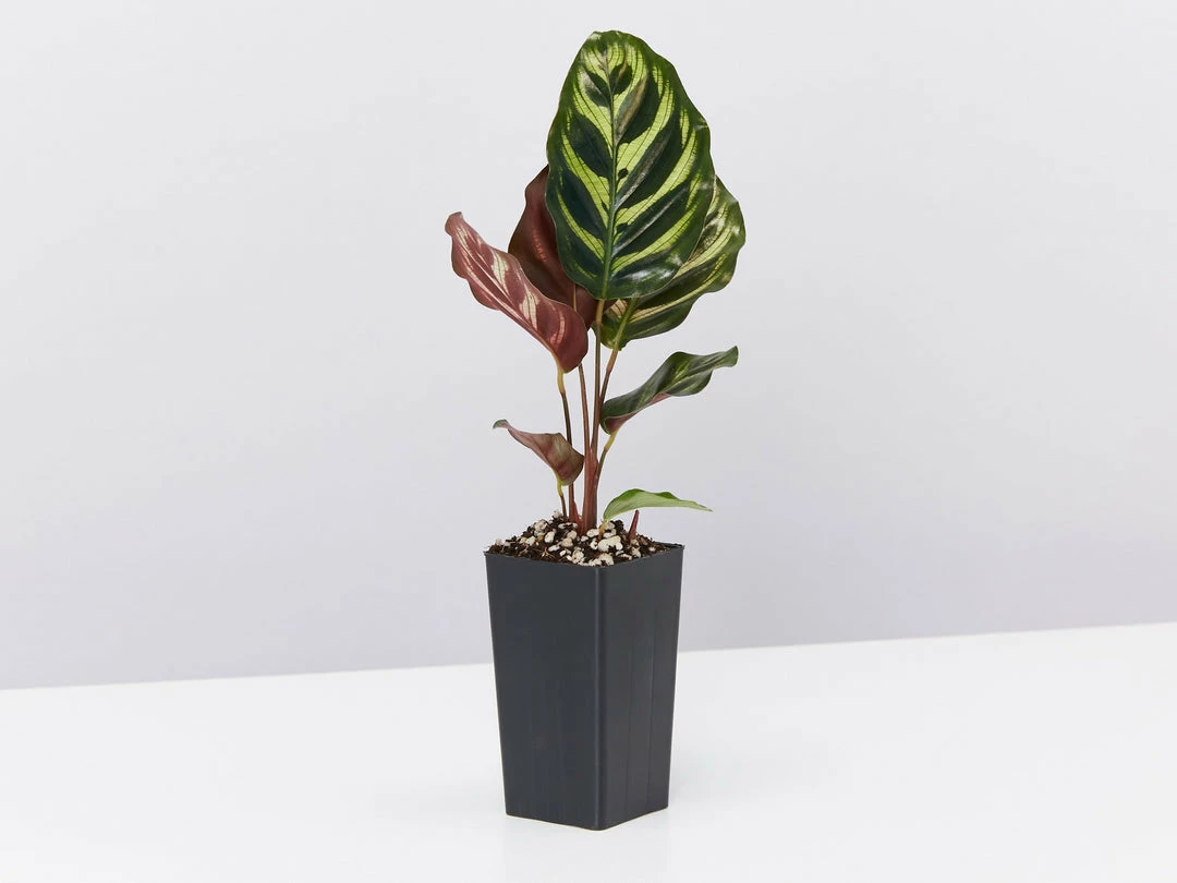 Indoor Garden Calathea Makoyana Pet-friendly Indoor Plants 6 Indoor Garden Calathea Makoyana Pet-friendly Indoor Plants