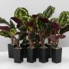 Indoor Garden Calathea Roseopicta Medallion Pet-friendly Indoor Plants