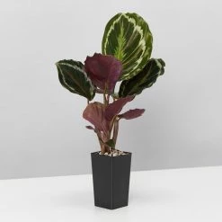 Indoor Garden Calathea Roseopicta Medallion Pet-friendly Indoor Plants