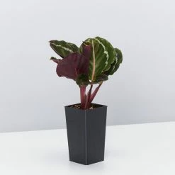 Indoor Garden Air Purifying Rainbow 🌈 Box - Indoor