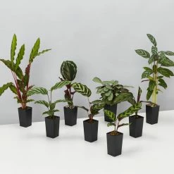 Indoor Garden Calathea And Ctenanthe Houseplant Pack