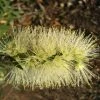 Shrubs Callistemon Viminalis Wilderness White
