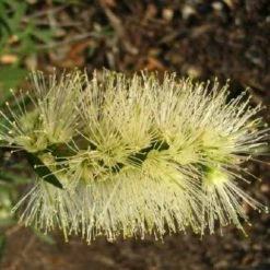 Shrubs Callistemon Viminalis Wilderness White