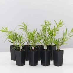 Shrubs Callistemon Viminalis Dwarf