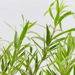 Shrubs Callistemon Viminalis Dwarf