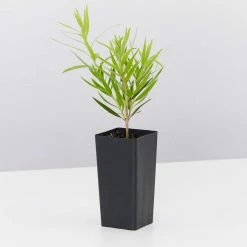 Shrubs Callistemon Viminalis Dwarf