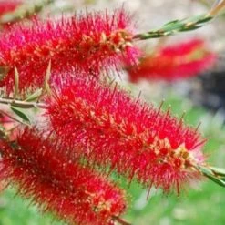 Shrubs Hedging Plants Callistemon Subulatus X Citrinus Cherry Time