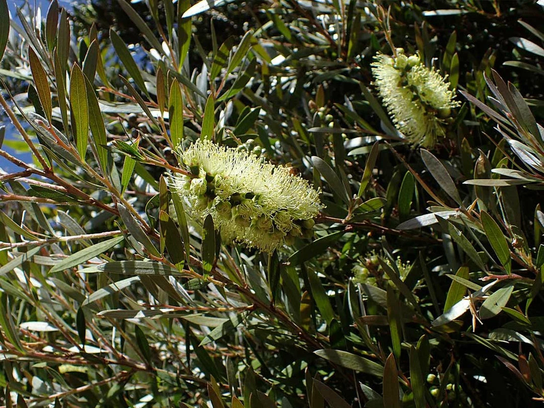 Shrubs Mixed Callistemon Box 6 Shrubs Mixed Callistemon Box