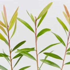 Ozbreed Callistemon Candy Burst ‘CNU06’ PBR