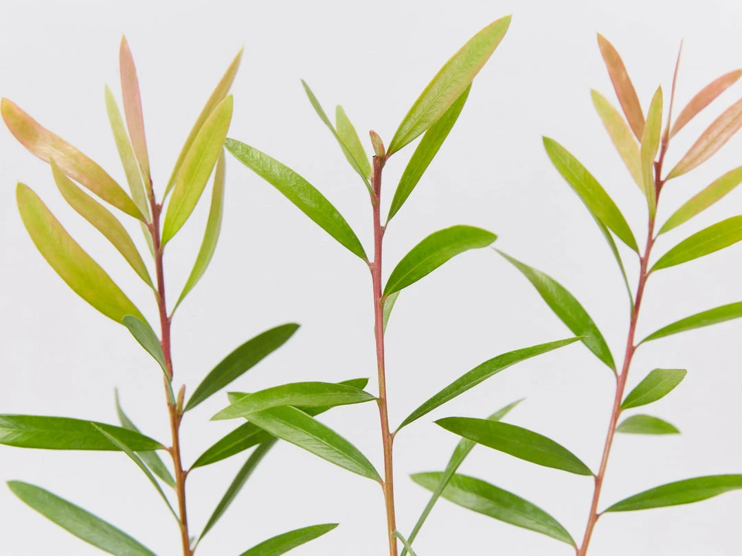 Ozbreed Callistemon Candy Burst ‘CNU06’ PBR